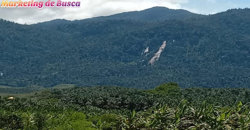 Bukit Hijau: 7 Pesona Keindahan Alam di Indonesia