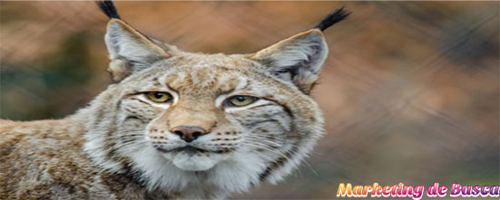 Kucing Kutub (Lynx): Mengenal Karakter Khas dari Hewan ini